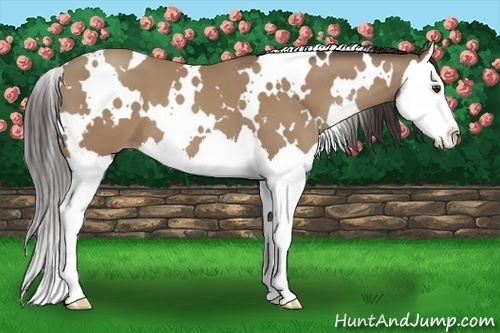 Horse Color:White Spotted Classic Champagne Splash