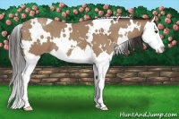 Horse Color:White Spotted Classic Champagne Splash