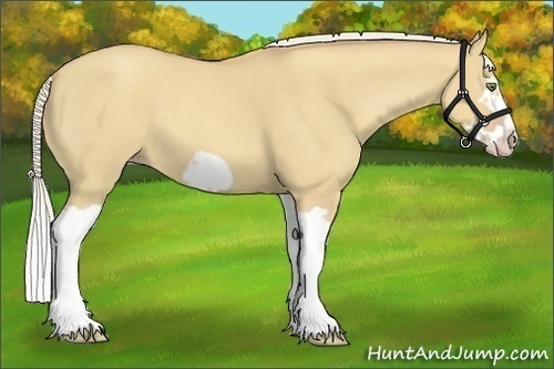 Horse Color:Silver Classic Champagne Dun Splash Frame 