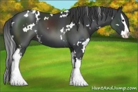 Horse Color:White Spotted Black Splash