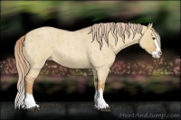 Horse Color:Red Dun Roan Splash 