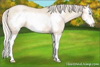 Horse Color:Palomino Roan Pearl Splash Frame 
