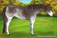 Horse Color:White Spotted Liver Chestnut