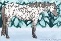 Horse Color:Grullo Near Leopard