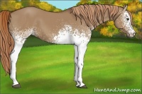 Horse Color:White Spotted Red Dun 