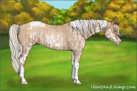 Horse Color:Silver Classic Champagne Dun Splash Frame and Silver Blue Roan Pearl Tobiano Frame