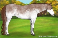 Horse Color:White Spotted Red Roan 