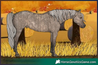 Horse Color:Liver Red Dun Mushroom Rabicano Brindle  and Silver Grullo Mushroom 