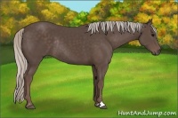 Horse Color:Silver Black Sabino Rabicano