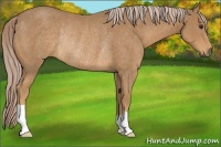 Horse Color:Palomino Rabicano