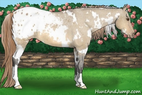 Horse Color:White Spotted Buckskin Dun Appaloosa 