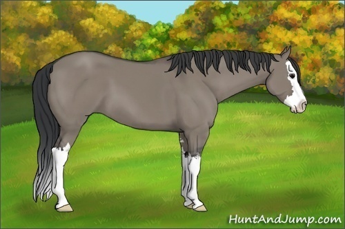 Horse Color:Grullo Sabino Splash 