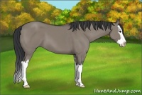 Horse Color:Grullo Sabino Splash