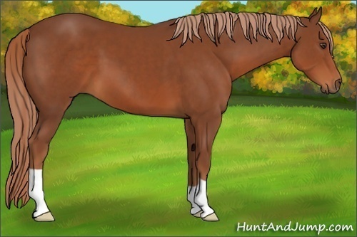 Horse Color:Chestnut 