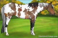 Horse Color:White Spotted Bay 