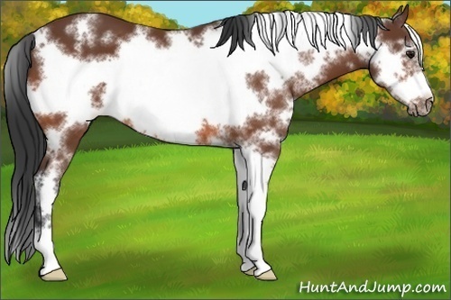 Horse Color:White Spotted Bay Sabino Frame