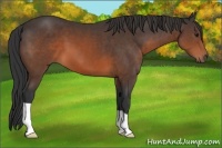 Horse Color:Brown 