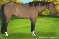 Horse Color:Brown Dun Rabicano 