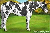 Horse Color:White Spotted Black Sabino