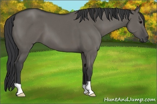 Horse Color:Grullo 