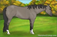 Horse Color:Smoky Grullo 