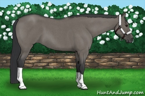 Horse Color:Grullo Roan 