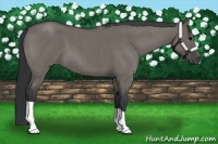 Horse Color:Grullo Roan 
