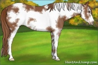 Horse Color:White Spotted Chestnut Sabino Frame 