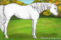 Horse Color:Gray Black Splash 