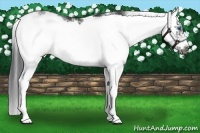 Horse Color:Black Sabino Splash Frame