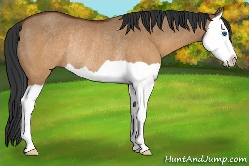 Horse Color:Brown Dun Splash Rabicano