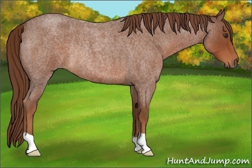 Horse Color:Red Roan Rabicano 