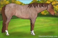 Horse Color:Red Roan Rabicano 