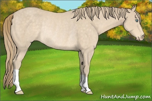 Horse Color:Perlino Rabicano 