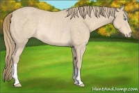 Horse Color:Perlino Rabicano 