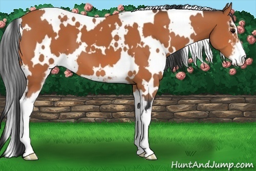 Horse Color:White Spotted Bay Sabino