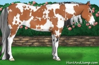 Horse Color:White Spotted Bay Sabino