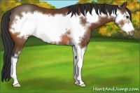 Horse Color:Bay Sabino Frame