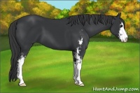 Horse Color:Black Sabino 