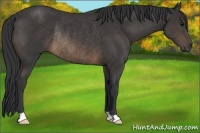 Horse Color:Buckskin Rabicano