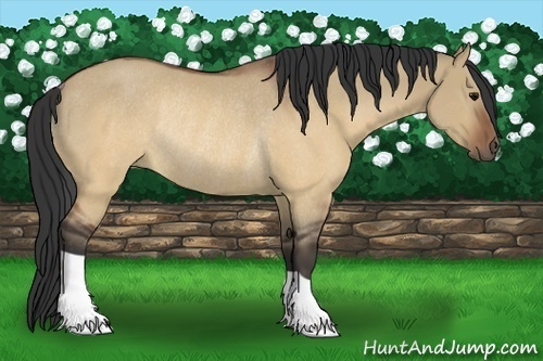 Horse Color:Brown Dun Rabicano 