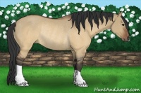 Horse Color:Brown Dun Rabicano 
