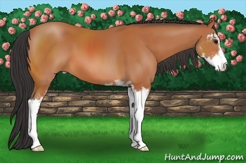 Horse Color:Bay Sabino