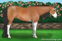Horse Color:Bay Sabino 