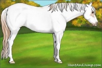 Horse Color:Chestnut Sabino Frame 