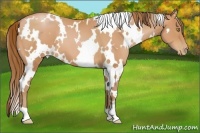 Horse Color:White Spotted Bay Pearl