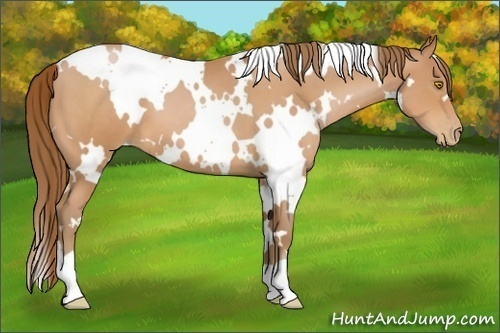 Horse Color:White Spotted Bay Pearl