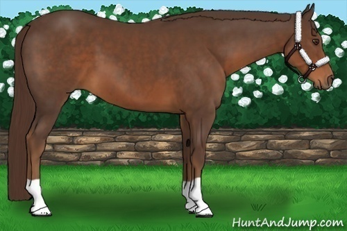 Horse Color:Liver Chestnut 