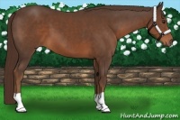 Horse Color:Liver Chestnut