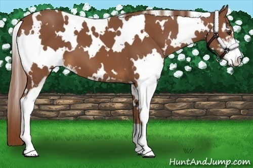 Horse Color:White Spotted Chestnut Sabino
